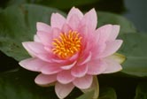 Water lily bloom photograph